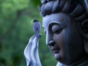buddha_bird